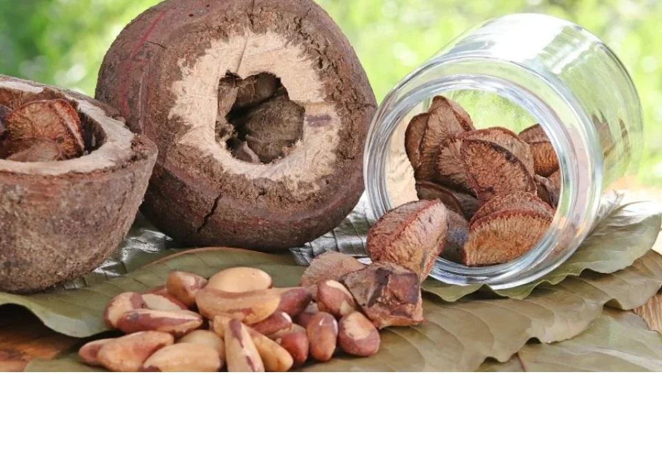 Castanha-da-Amazônia inaugura modelo que remunera indígenas pela produção e pela conservação da floresta