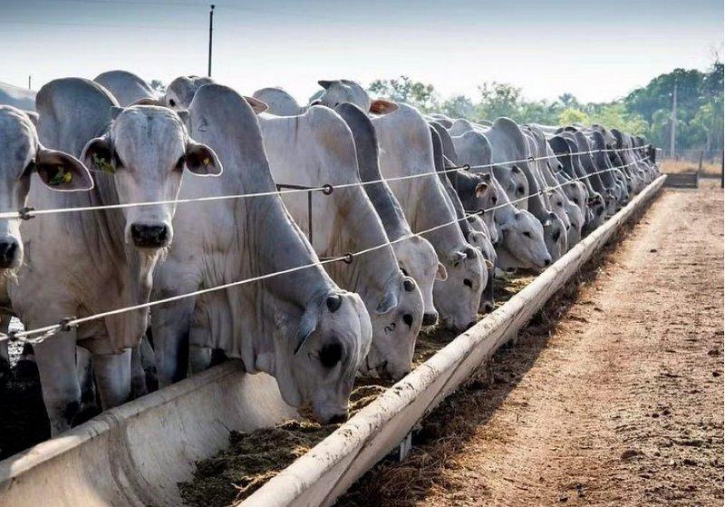 O tarifaço que ninguém fala: China impôs 55% sobre carne brasileira e Brasil pode perder até R$ 16,5 bilhões em exportações