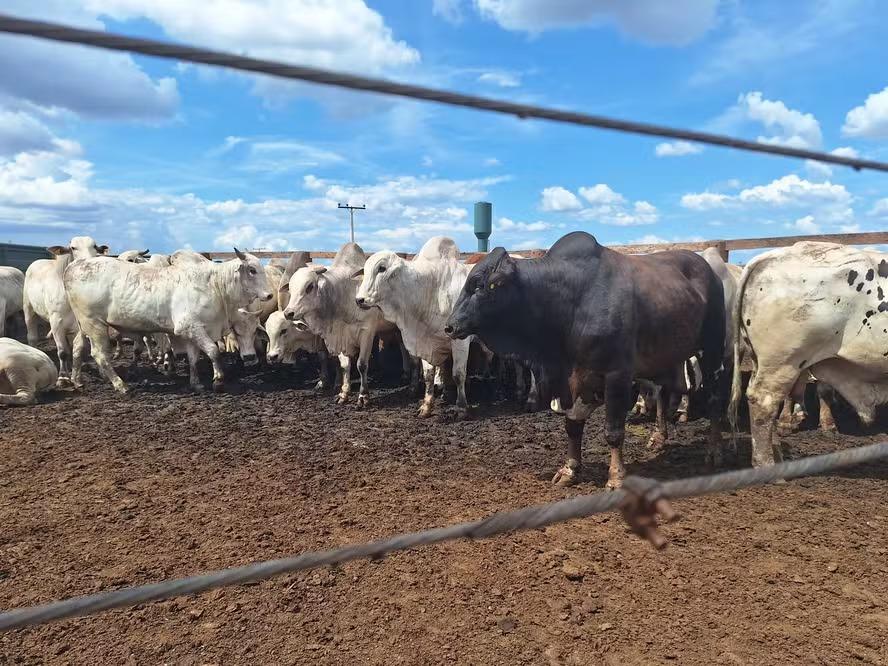 Arroba do boi gordo chega a R$ 325 na Zona da Mata de Rondônia; referência estadual alcança R$ 335