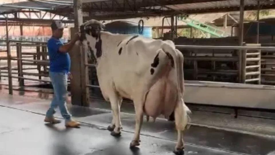 Vaca produz 106 kg de leite em torneio e surpreende criadores em MG