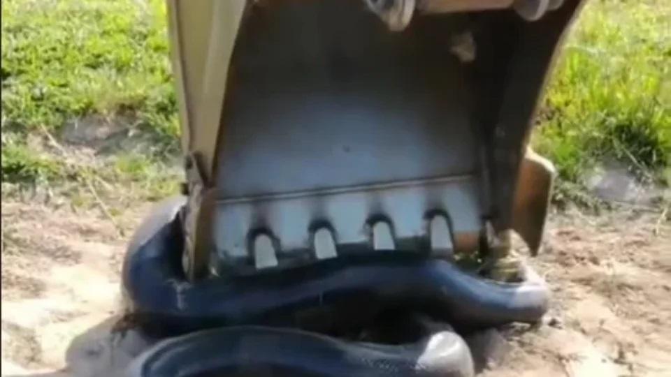 OLHA A COBRA! | Sucuri gigante é encontrada durante limpeza de represa no Pará