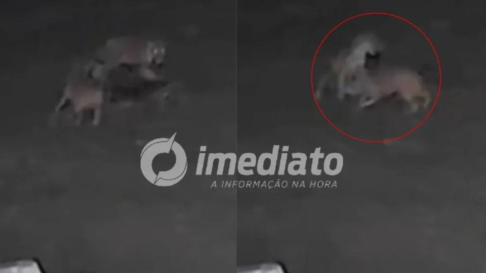 VEJA VÍDEO: Onça invade propriedade, mata cachorro e arrasta animal para a mata no interior do Amazonas