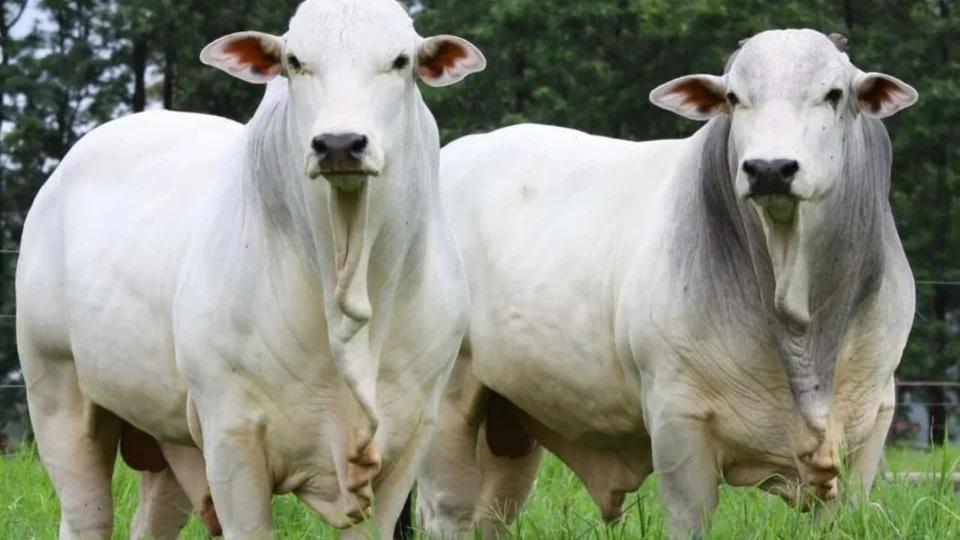 Dólar abaixo de R$ 5 após eleição muda a conta do produtor rural