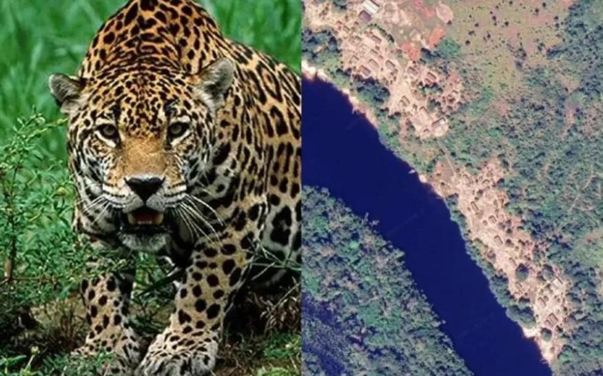 Menina de 8 anos sobrevive a ataque de onça no Pará indíginas acabaram abatento a onça