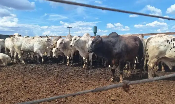 Arroba do boi gordo chega a R$ 325 na Zona da Mata de Rondônia; referência estadual alcança R$ 335