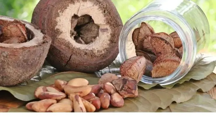 Castanha-da-Amazônia inaugura modelo que remunera indígenas pela produção e pela conservação da floresta