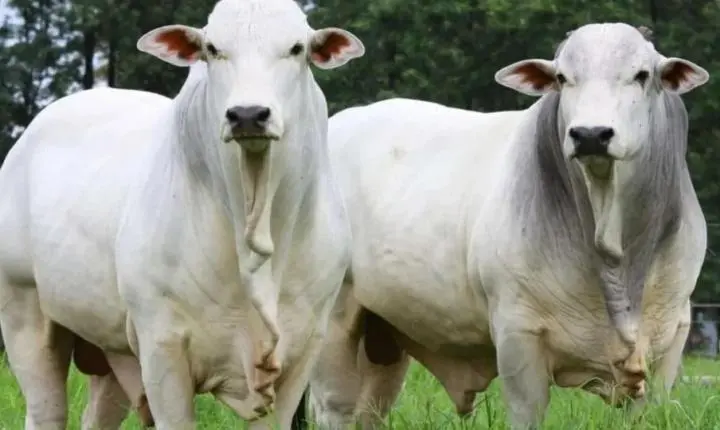 Dólar abaixo de R$ 5 após eleição muda a conta do produtor rural