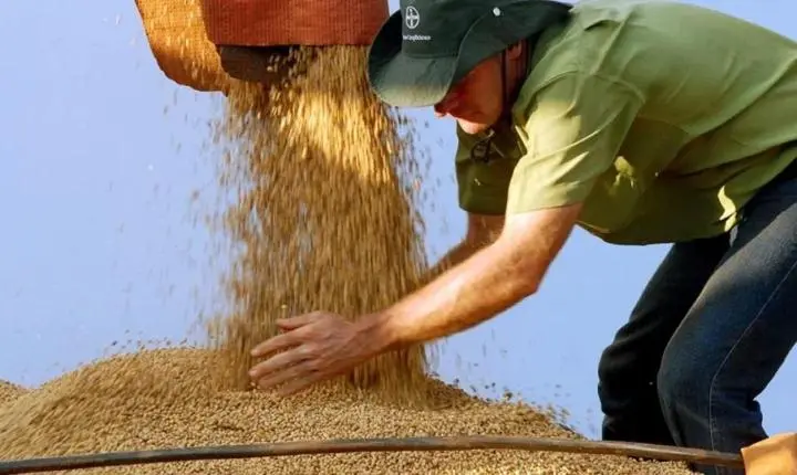 El Niño deve provocar perdas de R$ 33 bi na safra de soja no país