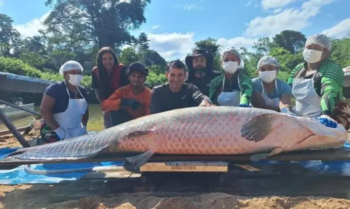 INCRIVEL: Pirarucu gigante de quase 138 quilos bate recorde em reserva de Rondônia