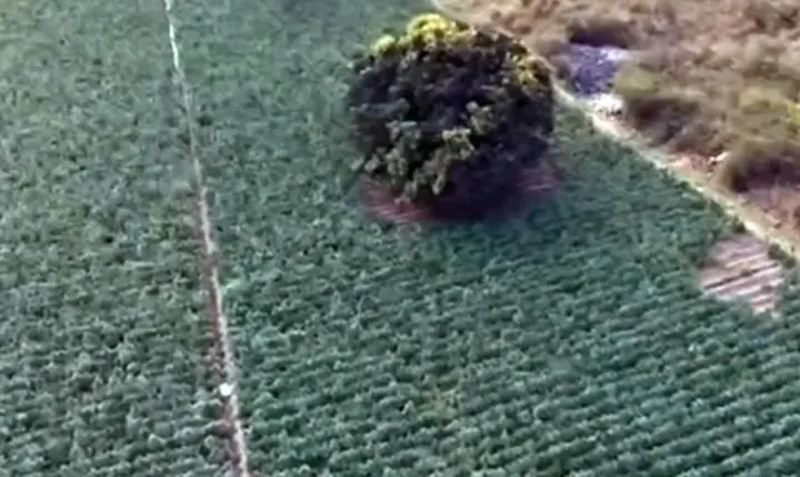 Maconha avança pelo Norte de MG e plantações revelam nova frente do tráfico