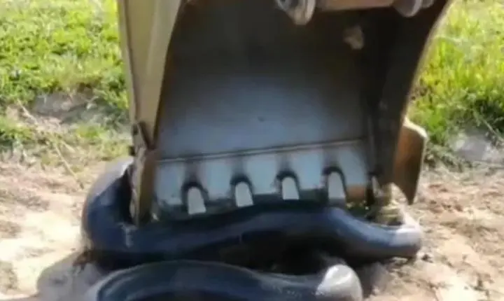 OLHA A COBRA! | Sucuri gigante é encontrada durante limpeza de represa no Pará