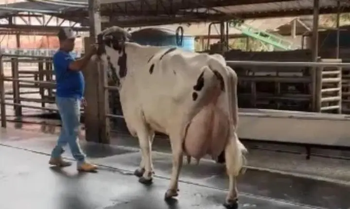 Vaca produz 106 kg de leite em torneio e surpreende criadores em MG