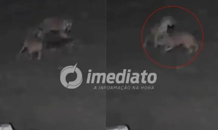 VEJA VÍDEO: Onça invade propriedade, mata cachorro e arrasta animal para a mata no interior do Amazonas